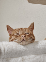 why when i get flashed