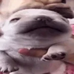 I am pibble. WASH MY BELLY.