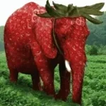 Strawberry Elephant spawn sound effect