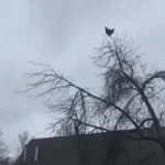 chicken on tree loud and slowed