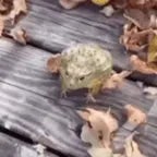 Frog Laughing(Slowed)
