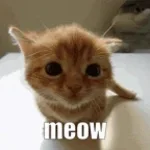 Meme Meow Meow Meow Meow Song