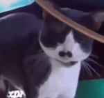 starden burden harden bart earape