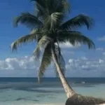 samoa (take it slow)