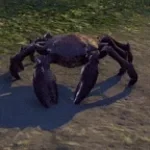 I've fought mudcrabs