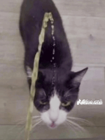 ouça o som de um bebê chorando - Sound