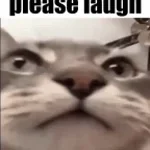 Cat laughing at you louder