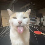 :3 (cats sped up) (also loop the audio)