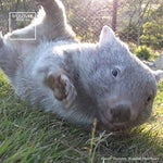 War for the Planet of the Apes Bad Ape and Maurice Clip 20th Ce