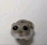 Hamster triste