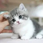 cute cat
