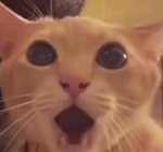 The lost soul down x Floki 2