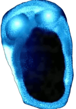 My Fanmade Depth Audio (jumpscare)