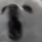 Gabe the Dog bit gone