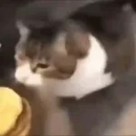 Here Kitty, you can have cheese burger MUAA