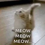 Meow meow