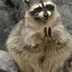 Kupte si medvídka mývala