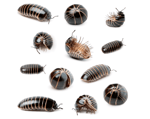i wish i was a pill bug