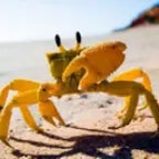 running crab