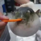 Undertale Pufferfish Song (Loud)