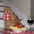 pastacat48