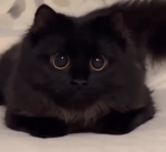 CaseOh laughing at c*rrots