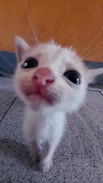 GET OUT Meme Sound Effect