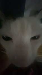 GUP! Cat