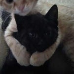 Kimsiegracie On Roblox Meow