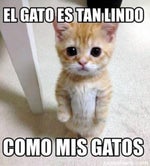El gato Full