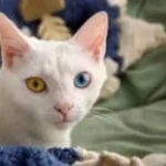 Tiptoe through the tulips Tiny Tim LYRICS ON SCREEN (copy)