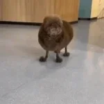 Lennart Bladh Äter En Kladdig Pizza _) (copy) (copy)