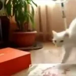 they crabs now there cats!