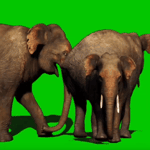 Elephant Green Screen Effect (loud)