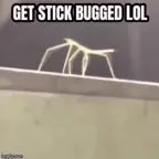 stick bugged