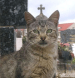 kurwa oczywiście że tak