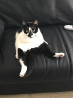 Whats wrong is this messed up world kaneki EDIT [ROYALTY]