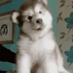 Cute puppy sounds
