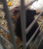 Arthur Ford from Bonelab does a kickflip