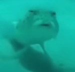 Burger King Whopper Whopper (Filtered Acapella)