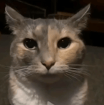 You have no enemies.