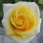 yellow rose of texas part 2