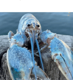 Blue Lobster