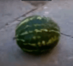 Harbuz Harbuz Priviet