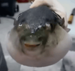 Drôle de poisson qui mange une carotte #Shorts