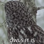 Geo gonnt auf Vögel