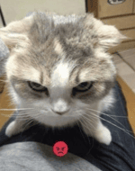 cat eating