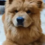 CHOWWWWWW