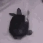 turte (shower)