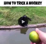 CHIPMUNK LAUGH SOUND EFFECT - Sound